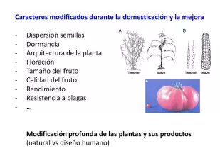Transgénicos en plantas