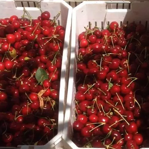 Cerezas chilenas