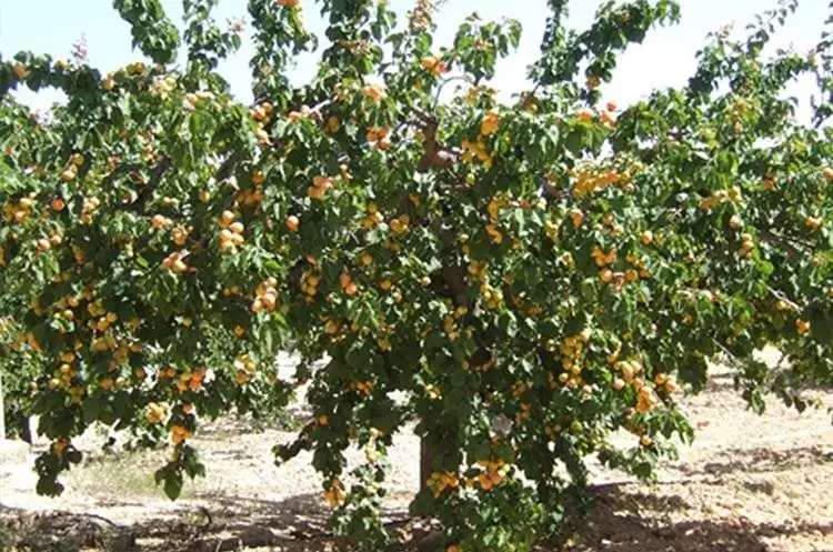 Albaricoquero Árbol