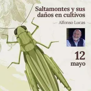 Saltamontes y sus daños en cultivos